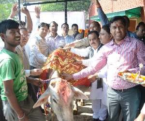gau sewa golak