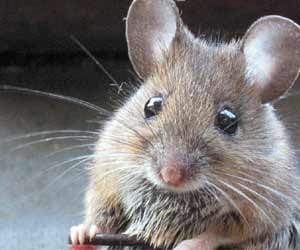 rat cut power supply in up