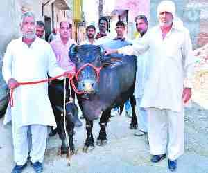 buffalo sold in three lakh