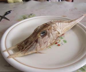 is this the most terrifying sea creature