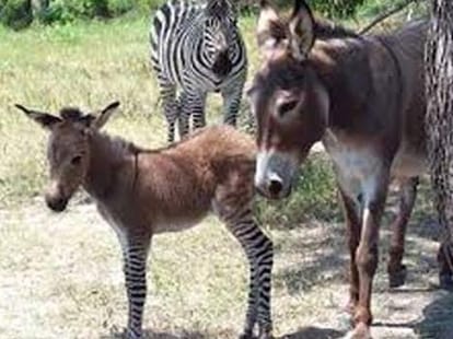 sex in animal kingdom