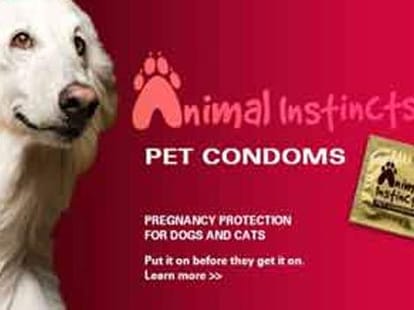 sex in animal kingdom