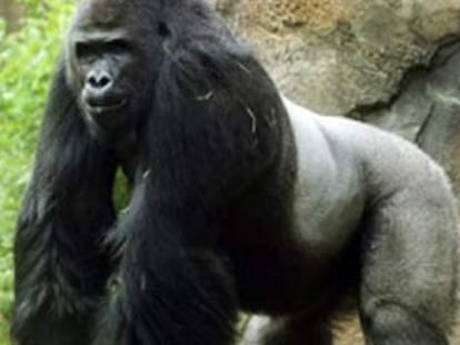 sex in animal kingdom