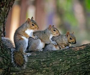 Family of squirrels