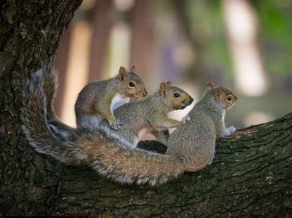 Family of squirrels