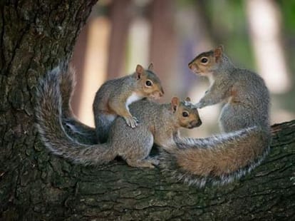 Family of squirrels