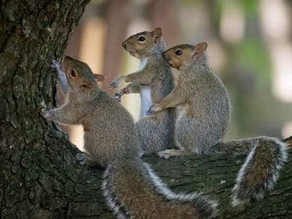Family of squirrels