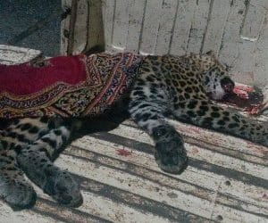woman killed leopard in uttarakhand