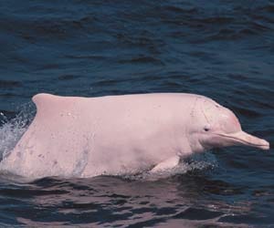 Dolphin Masturbates With Dead Fish 