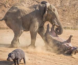 elephant killed a boy