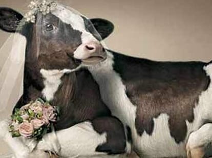 human marry animals