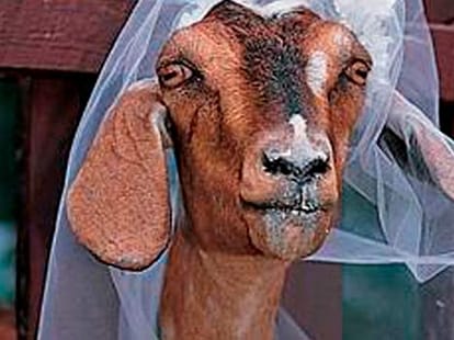human marry animals