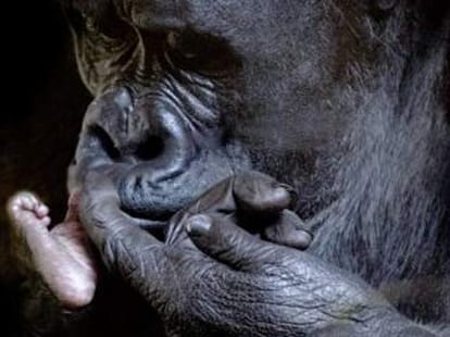 ape and her child