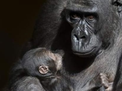 ape and her child