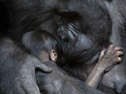 ape and her child