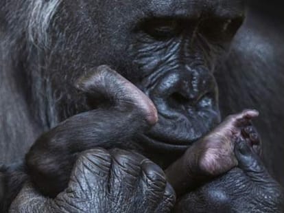 ape and her child