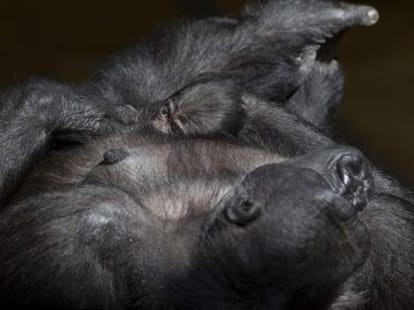 ape and her child