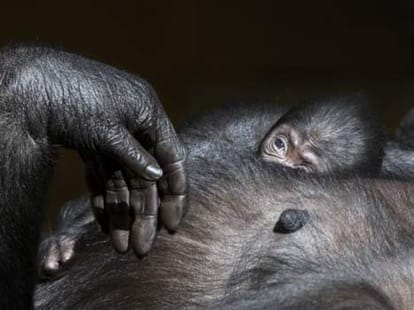 ape and her child