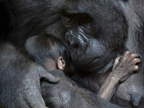 ape and her child