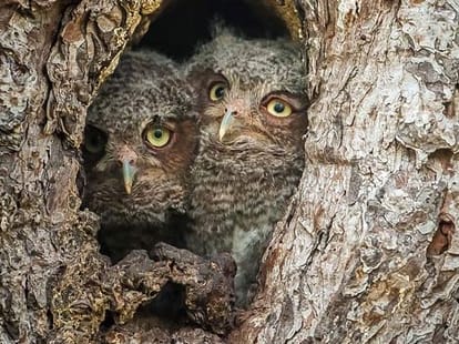 Owl be seeing you