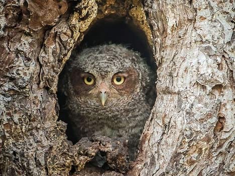 Owl be seeing you