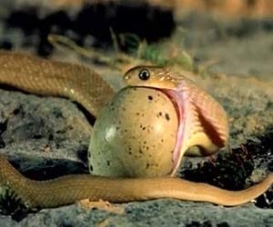 snake eats egg