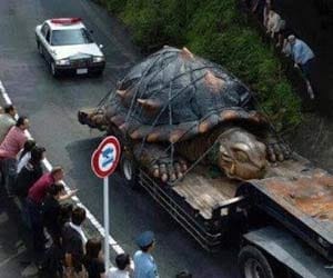 World’s Largest Tortoise found in Amazon Basin