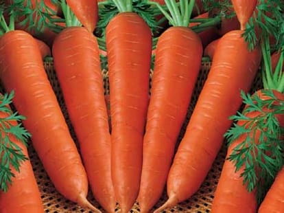 diet baldness hair loss
