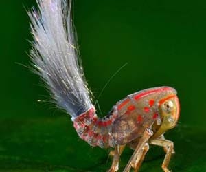 strange_insect