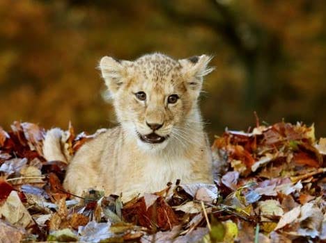 lion cub Karis loves playing with leaves