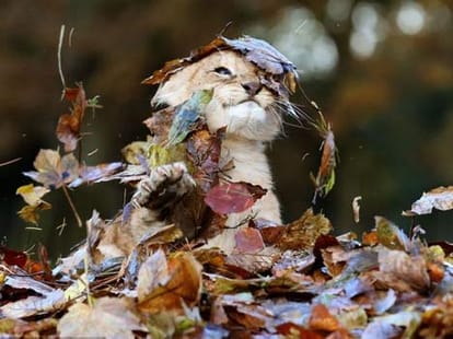 lion cub Karis loves playing with leaves