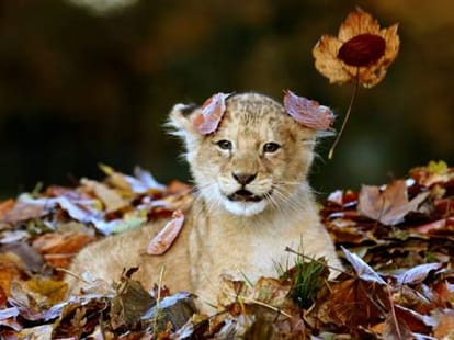 lion cub Karis loves playing with leaves