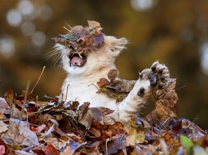 lion cub Karis loves playing with leaves