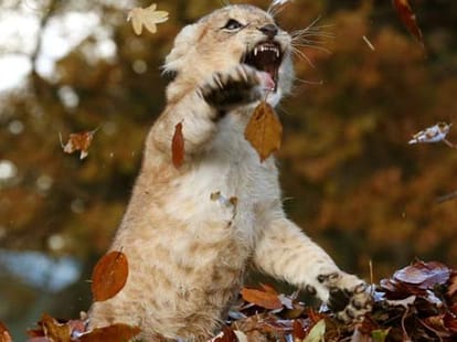 lion cub Karis loves playing with leaves