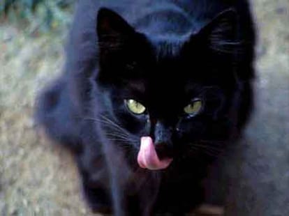 sixth sense story animal