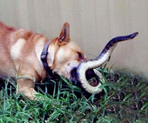 snake and dog fight