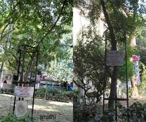 arushi_hemraj_tree_noida