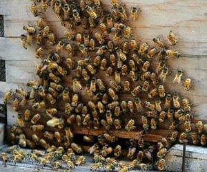 Bees trained to detect cancer