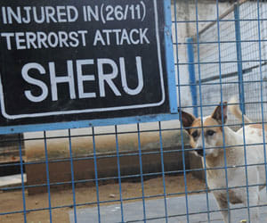 Sheru, bullets, braveheart, 26 11, mumbai attack, CST station