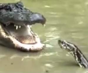 fight between alligator and python