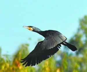 Sukhna Wild Life Sanctuary Closed for Tourists