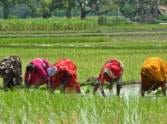 elctricity, government, farmers, protest