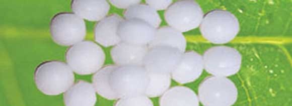 hair loss remedy camphor oil