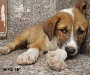 Dog, Sex, Unnatural Sex, Crime, Pune