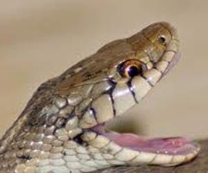 snake became lover
