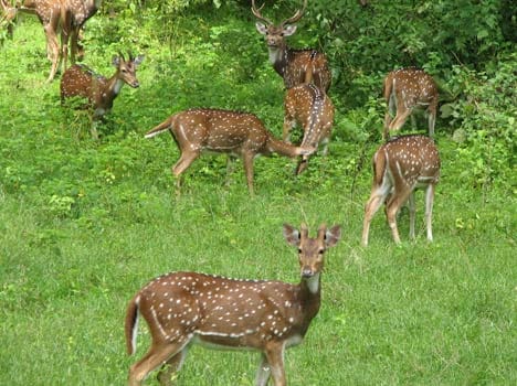 special team of forest department