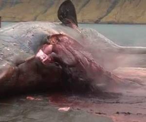 whale blast