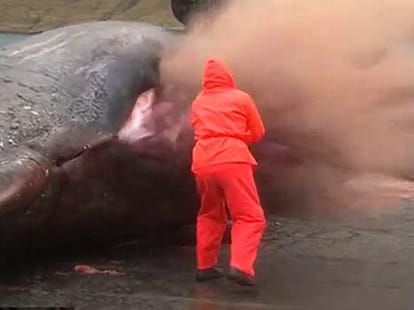 whale EXPLODING 