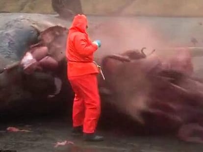 whale EXPLODING 