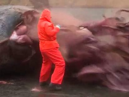 whale EXPLODING 